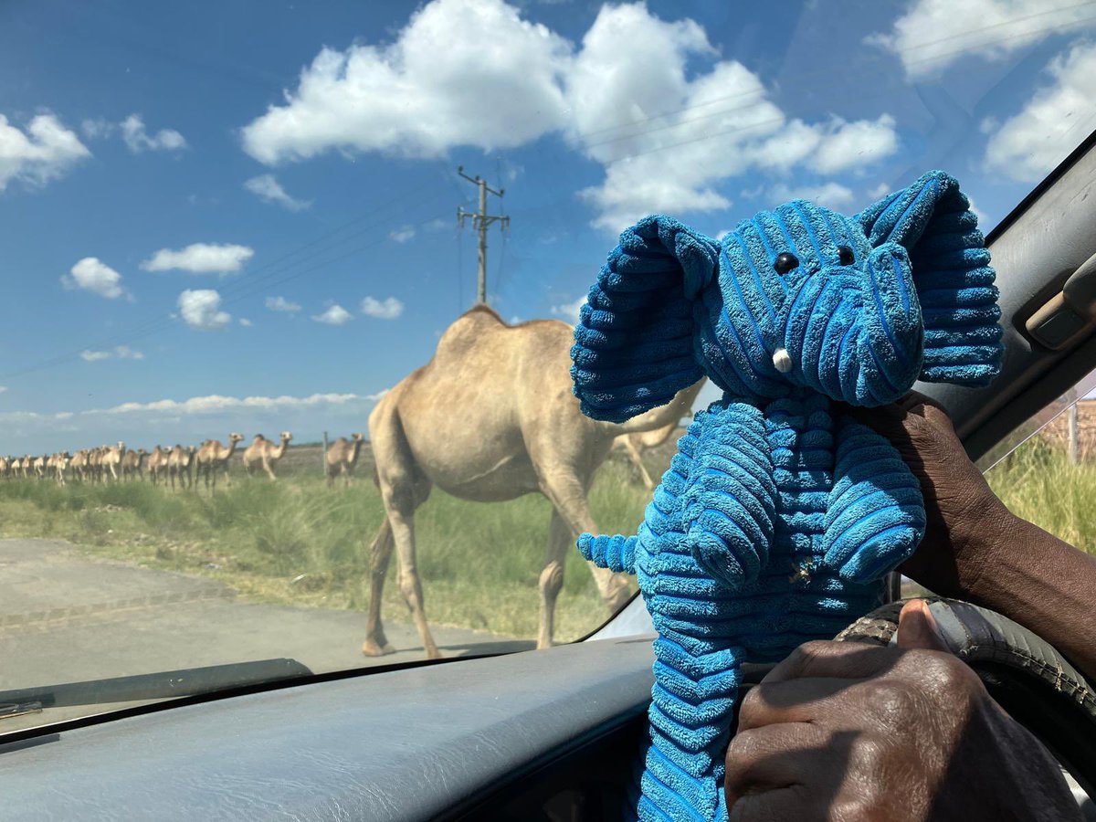 ElliePrimary1's tweet image. Another day of adventure for Blue Ellie in Kenya. #WhereIsEllie #ReachingTheWorld