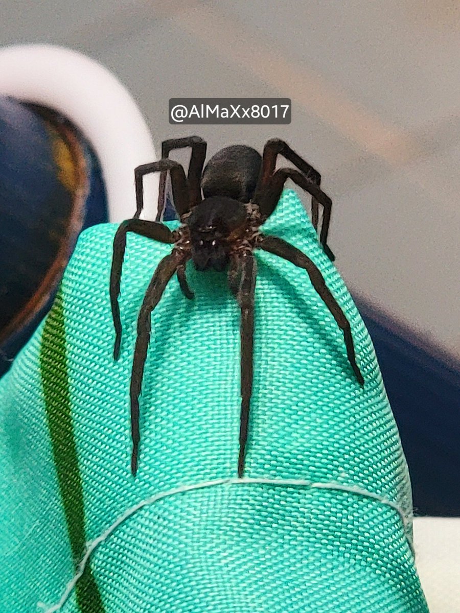 AlMaXx8017's tweet image. Mis familiares se estaban duchando esta mañana que ni se dieron cuenta que todo ese rato tenían de compañera a esta intrusa pero bella espécimen arácnida, y que estaba escondida en la cortina del baño..

¿Qué será? ¿Y será de #NIM? 🧐