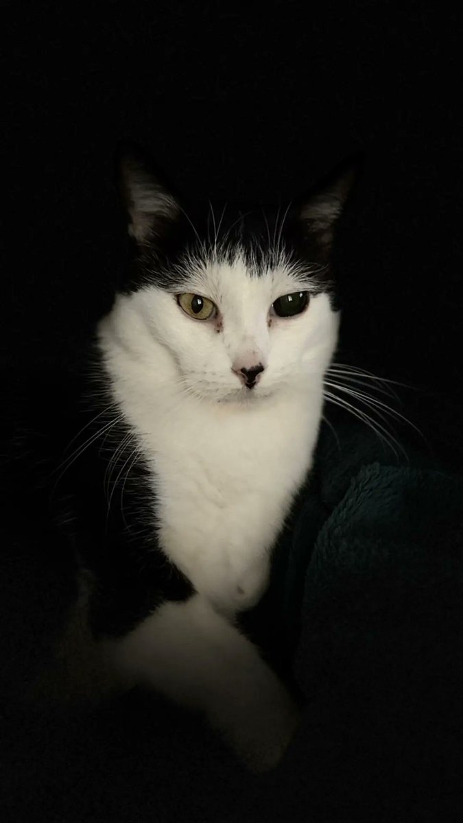 FilouIsidore's tweet image. Filou 15 ans et plus toutes ses dents