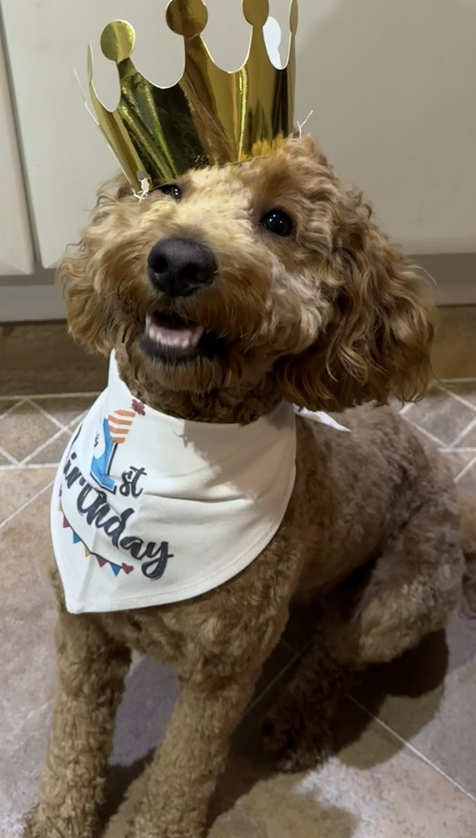 Juliebardsley7's tweet image. Happy 1st birthday to our crazy, furry friend Boris 🤭🤣🥳🎉💙
