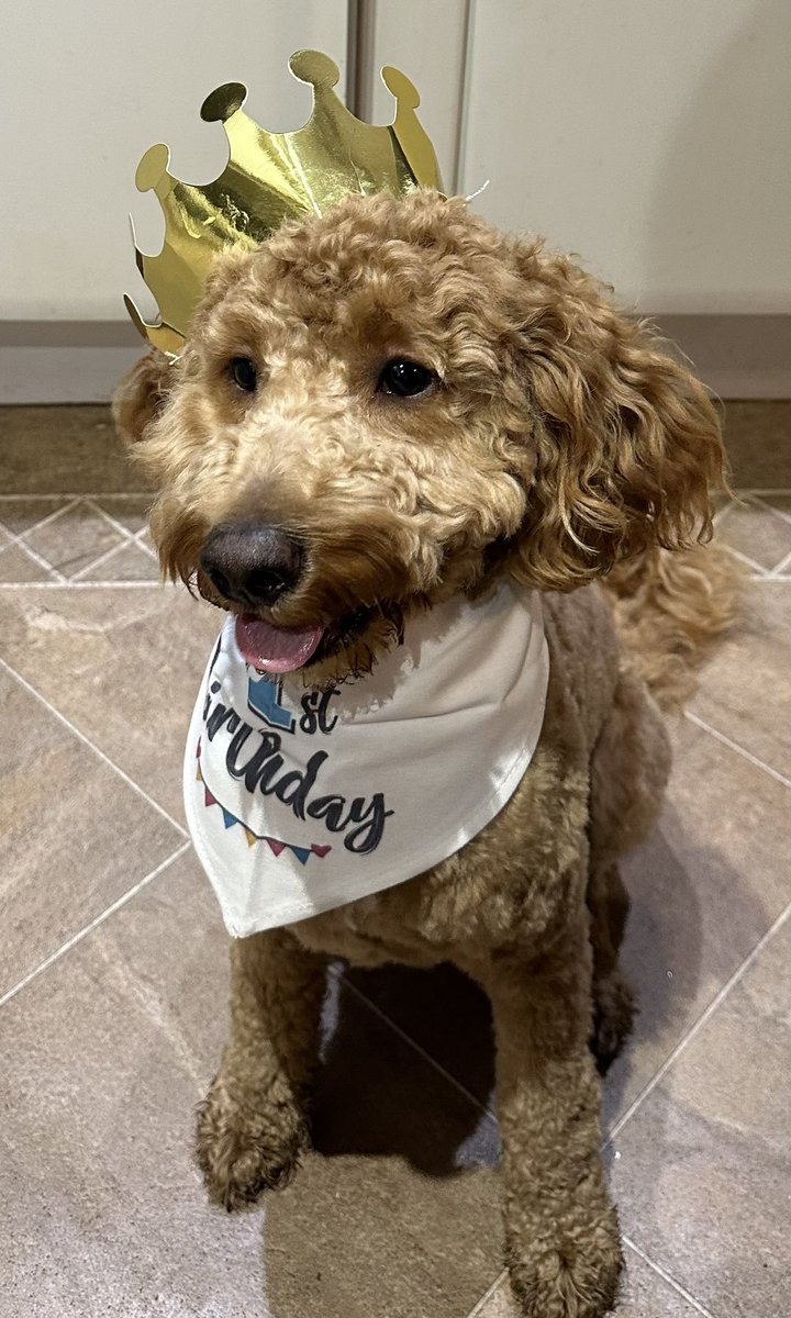 Juliebardsley7's tweet image. Happy 1st birthday to our crazy, furry friend Boris 🤭🤣🥳🎉💙