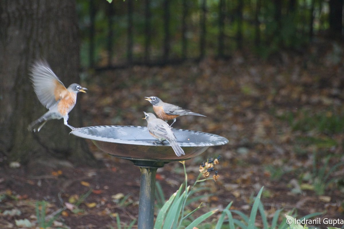 "But we already have a Quorum!"
(Pic taken in my backyard today)
#DistributedSystems #Birds #Robins