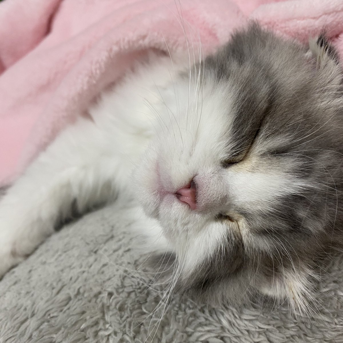 0_362_1's tweet photo. 푸데푸데..💤 https://t.co/9Fmiv6NccG