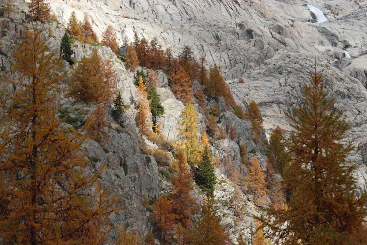 danivumalvier's tweet photo. Höchste Zeit für ein paar #Herbstfotos. Allerdings sehr schwierige Lichtverhältnisse heute. Morgen dann hoffentlich mit mehr Sonne. #Lärchen #Wallis #Gletsch https://t.co/tgnvIAiEHz