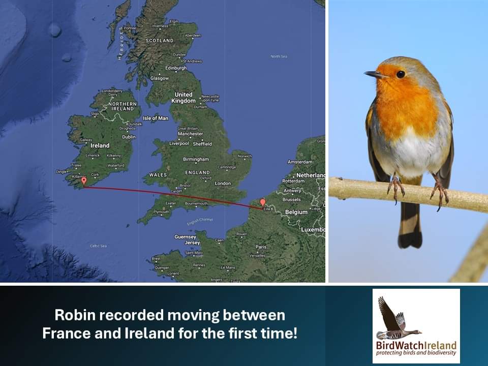 A first for an Irish Robin!

A great record of a Robin ringed in Calais in France in mid Sept and found in West Cork two weeks later. This is the first record of a Robin moving between France and Ireland! 

Thanks to Shona in Cork for contacting us when she found the ring!