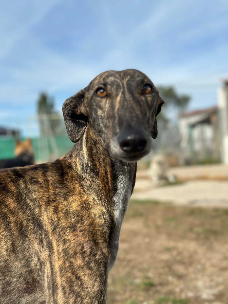 ZEUS es un guaperas de primera. Le encanta ser el protagonista y trata de ganarse el corazón de todo el que entra en nuestro albergue. No entendemos por qué se ha vuelto invisible, pero estamos seguros de que la familia que se merece aparecerá pronto.

#Adopta #Difunde