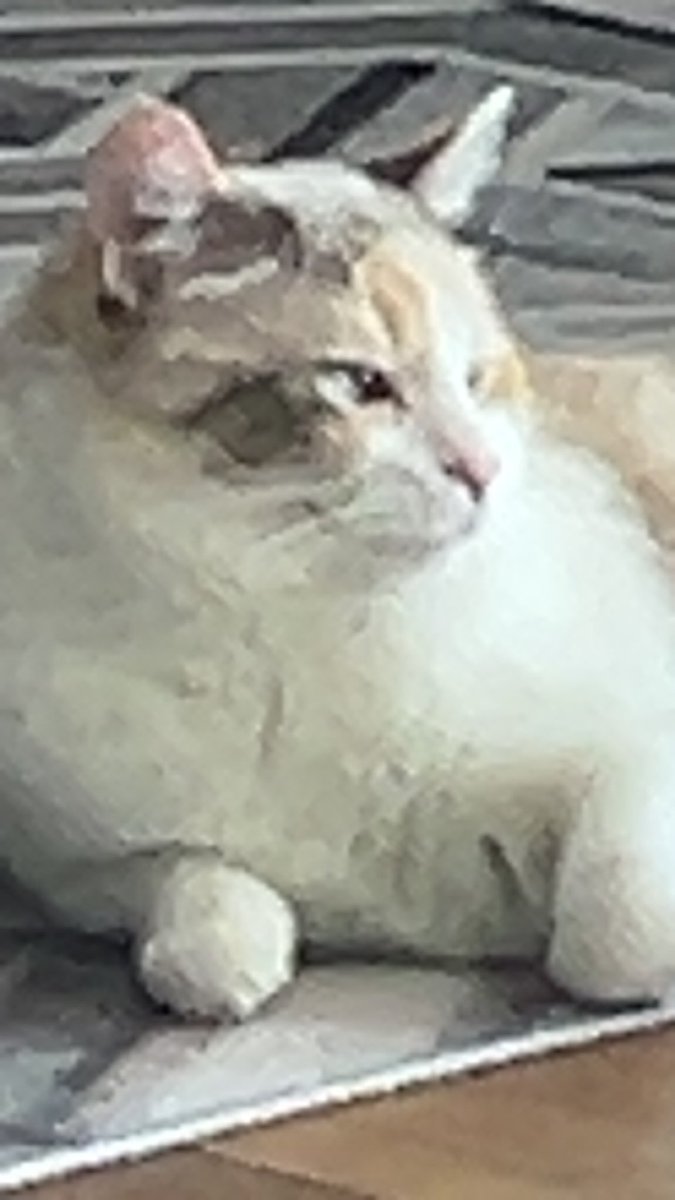 Panko A. Cat’s Mom (@fatfatpankocat) on Twitter photo 