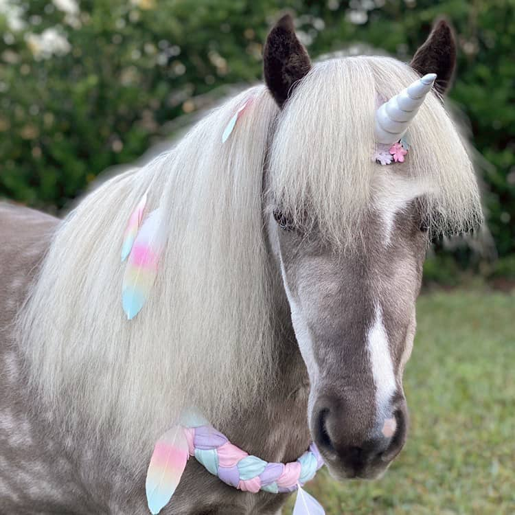 in the spirit of actually huggable animals i give you an old classic

the ponycorn