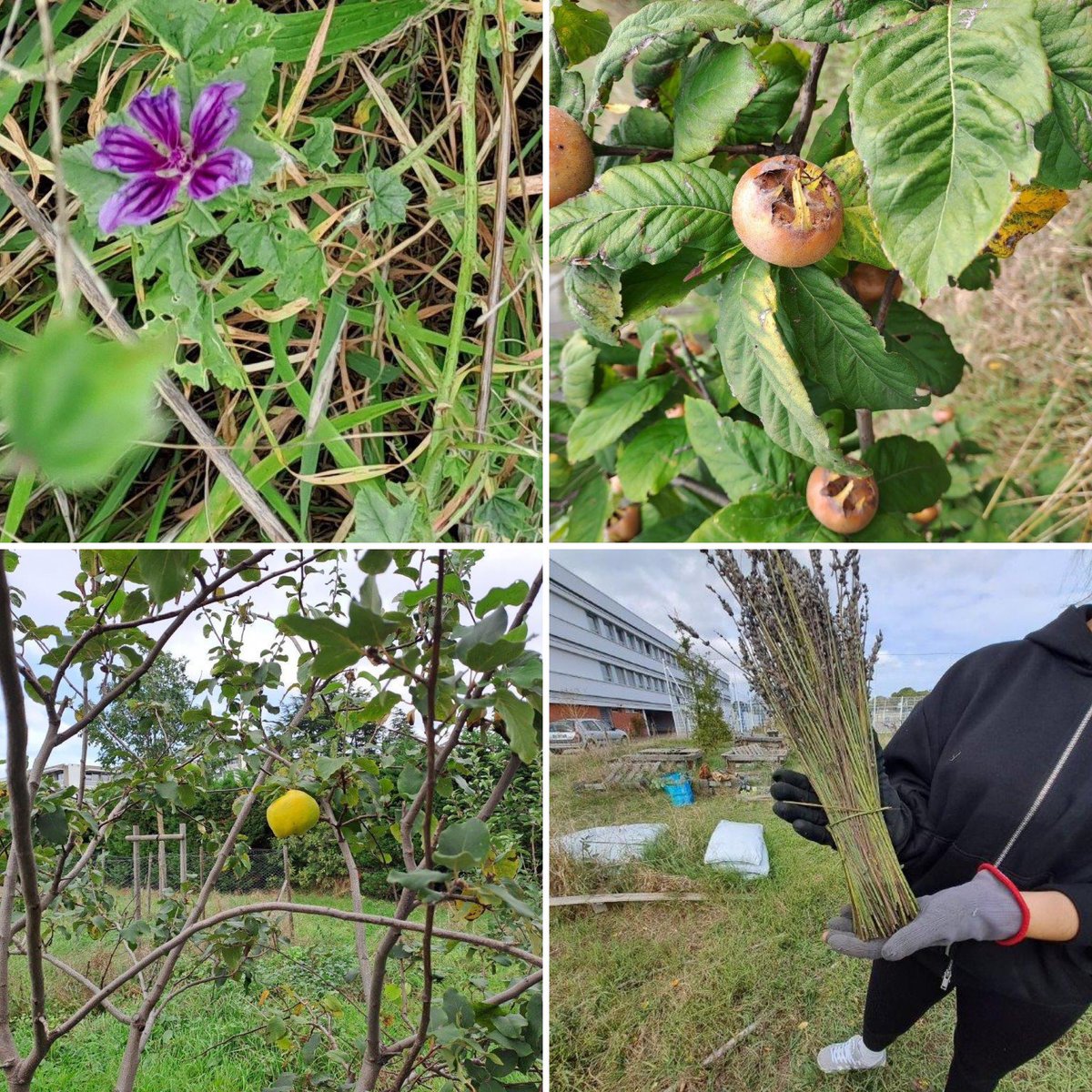 eddlyceesbakerhalimi 🌍♻️🌳🐝🍓🍎🍅🐓 tweet media