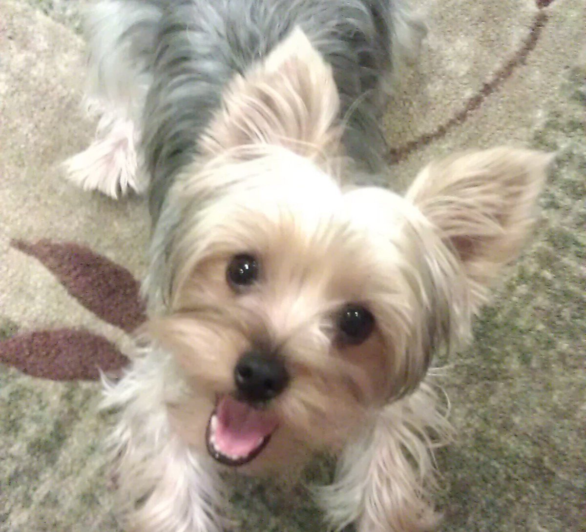 Meet #CancerWarrior Fonzie, an 11yo Yorkie who's wagging his tail against cancer for 2 years! 🐾 Diagnosed with inoperable bladder cancer in 2022, Fonzie loves toys, thunderstorms, and naps. Fonzie is doing great, he's defying the odds with no tumor growth or side effects! 💪❤️
