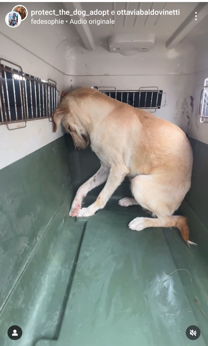 zampa_qua's tweet photo. URGENTISSIMO 🆘️🆘️🆘️🆘️🆘☎️3338762225"Molti di questi cani li vedi spegnersi giorno per giorno senza mai conoscere il verde dei prati o l’azzurro del mare.SAX  guardatelo😭 ha bisogno di una famiglia con urgenza ADOTTATELO 🙏😔🏡 #adotta https://t.co/eOl0uNxUFK