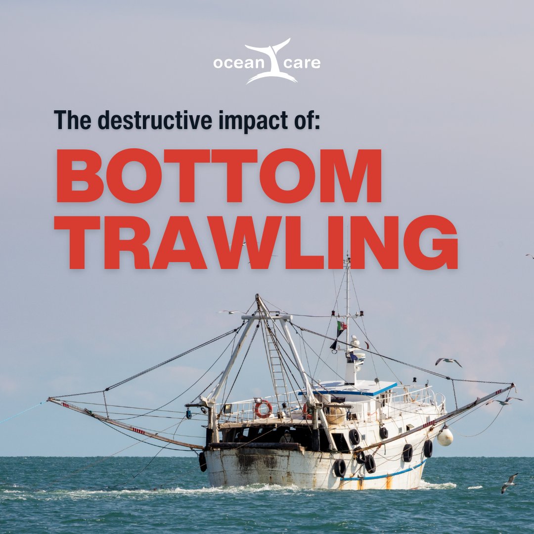 Our latest report "The Trawl Supremacy" reveals the alarming truths of #BottomTrawling. 🐟 This destructive practice devastates marine ecosystems and drives #ClimateChange. We must act now to ban it. 📣 Read the full report here: oceancare.org/en/stories_and…  #ProtectOurOceans