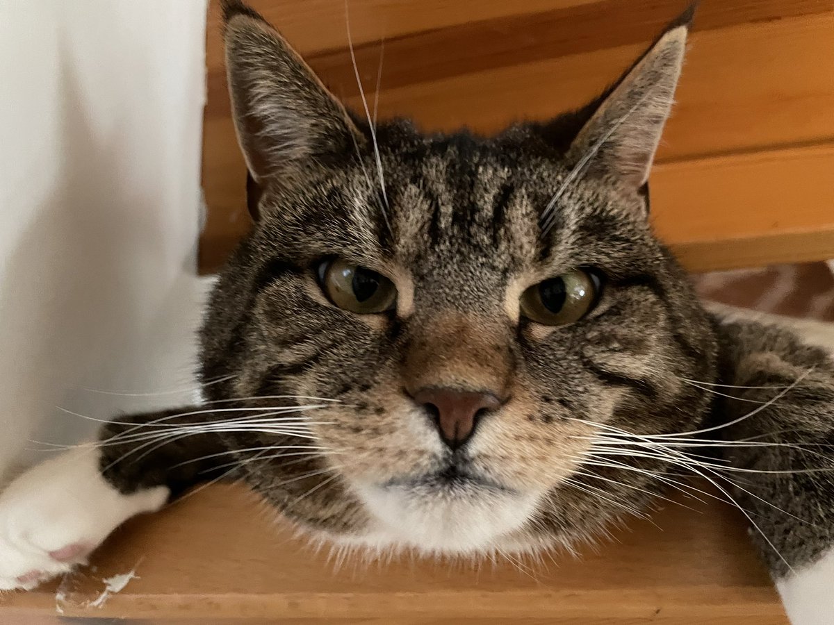 Idag har #dagensmiffo inre spaning från favoritplatsen i trappan. Stenkoll 👀