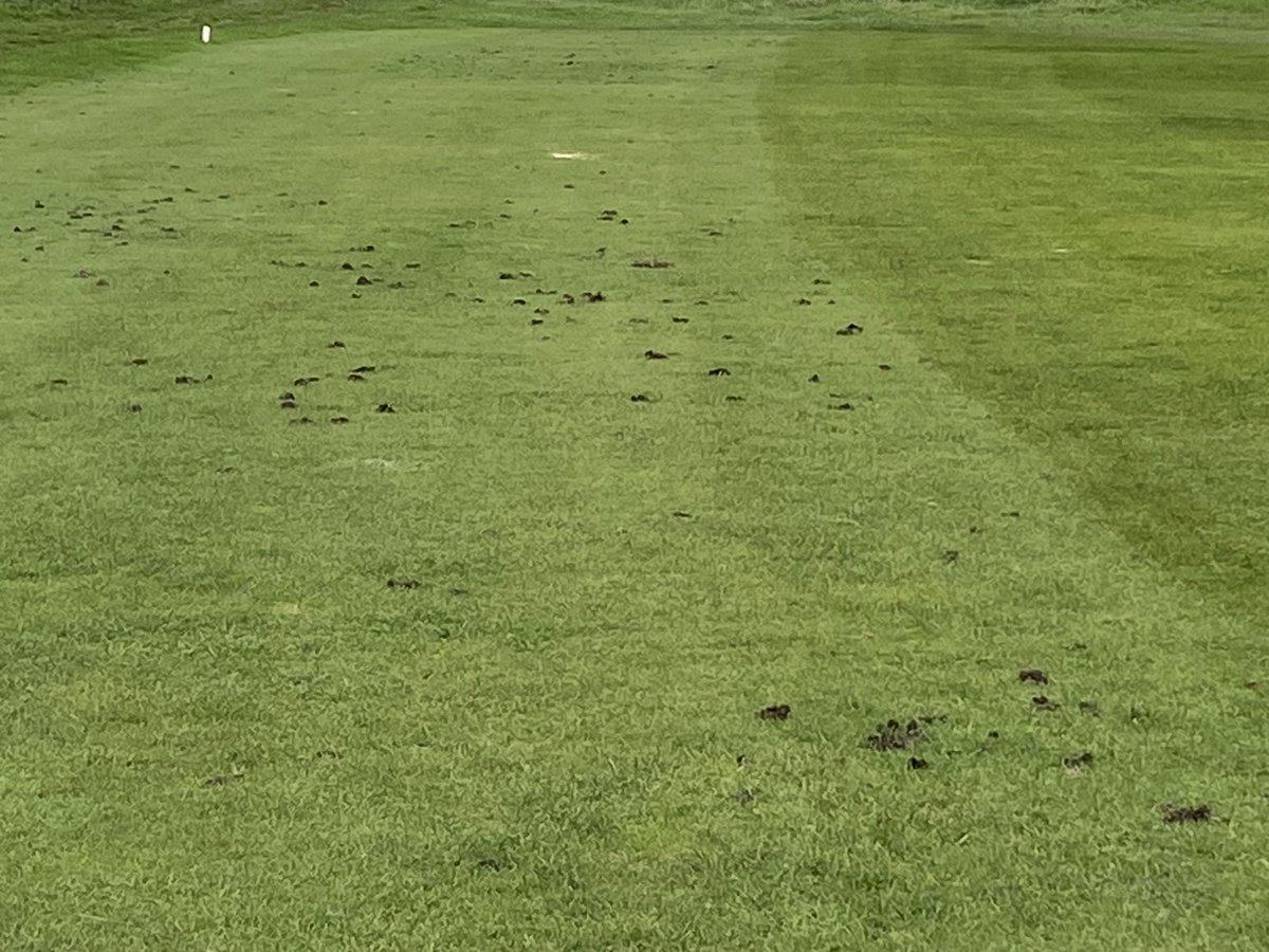 Paul larsen (@paul_larsen_10) on Twitter photo So this is really interesting now ! 3 days in a row now with left side only cut once & right side rolled every day this week continuing from last week! The right side hasnโt been cut for 9 days now but looks more like itโs been cut than left side ๐ค now look at the worms ๐ชฑ ๐คท๐ผโโ๏ธ So this is really interesting now ! 3 days in a row now with left side only cut once & right side rolled every day this week continuing from last week! The right side hasnโt been cut for 9 days now but looks more like itโs been cut than left side ๐ค now look at the worms ๐ชฑ ๐คท๐ผโโ๏ธ