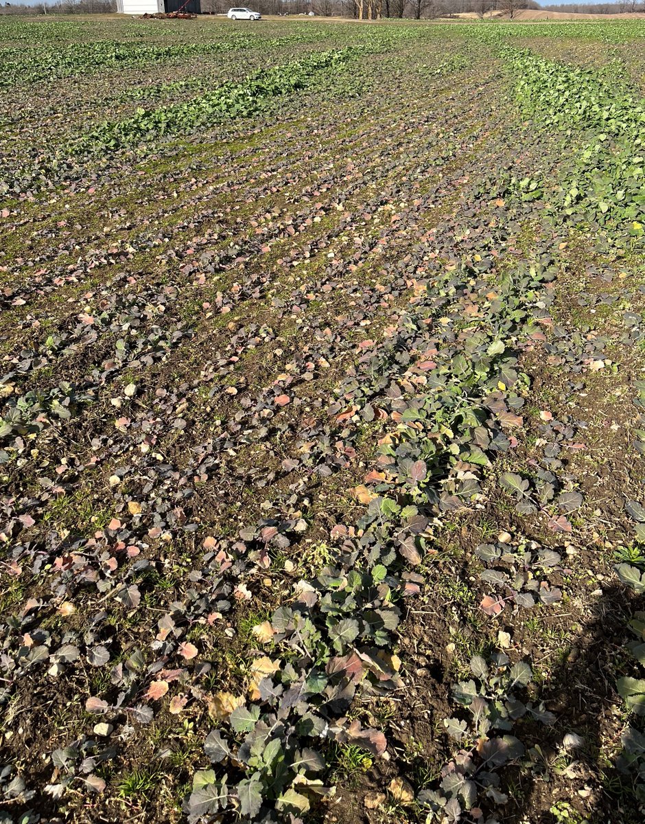 Does anyone have photos of very purple winter canola, with green at the growing point? I've seen it plenty of times but don't have a good photo. This one is ok but looking for a close up.
Bit of a shot in the dark. Thanks.