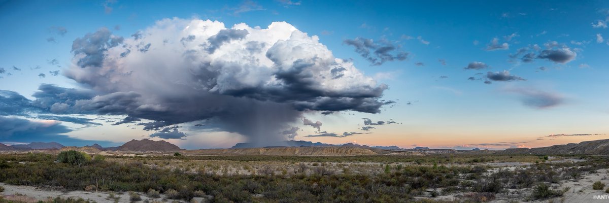 Antonio Alacrán 🦂 tweet media