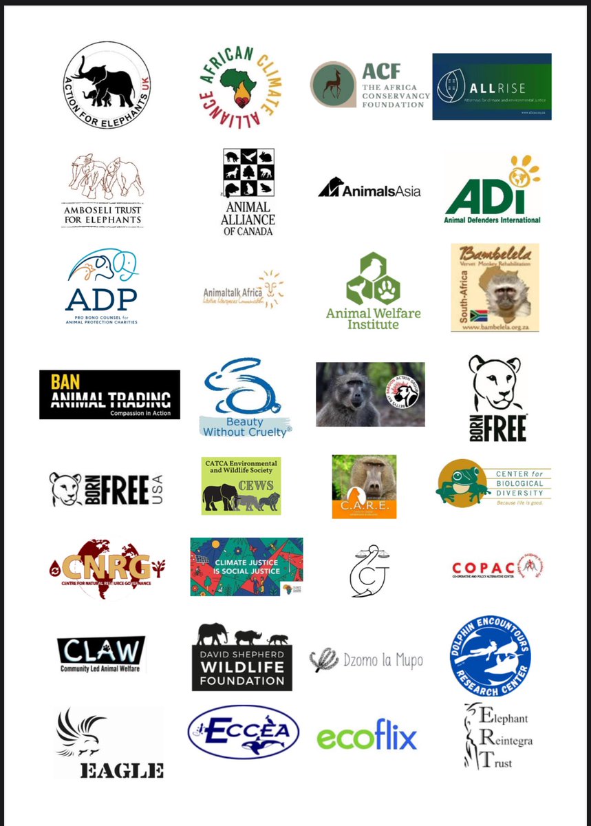CNRG_ZIM's tweet image. We as @CNRG_ZIM stand with fellow NGOs against Namibia and Zimbabwe&apos;s proposals to cull wildlife. Culling is not a sustainable solution to the drought crisis.

Read our joint statement here:
linkedin.com/posts/cnrg-zim…

#WildlifeConservation #ElephantProtection #CNRG #Sustainabilit