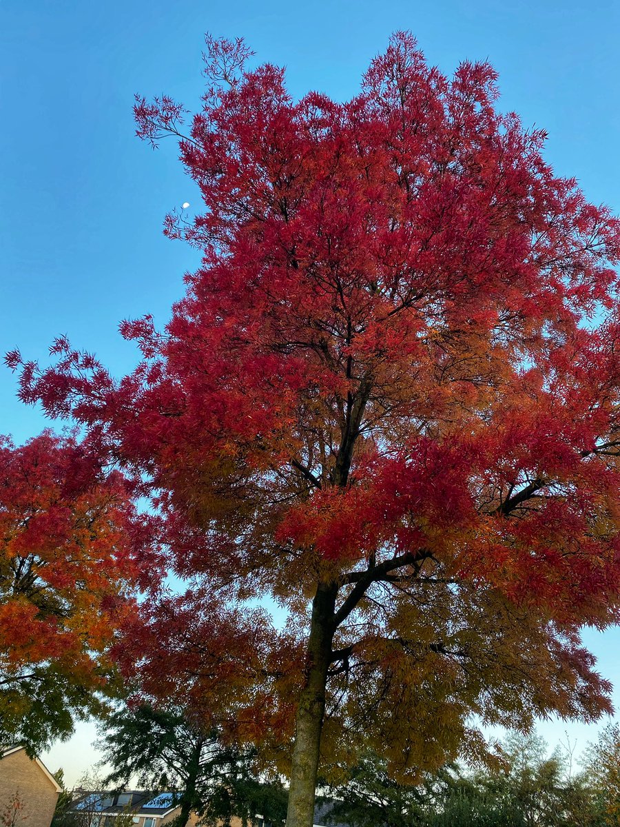 De herfst is prachtig! Waar kan jij van genieten dit seizoen? 
Ik van 
- de prachtige bomen
- kaarsjes aan 
- winterthee