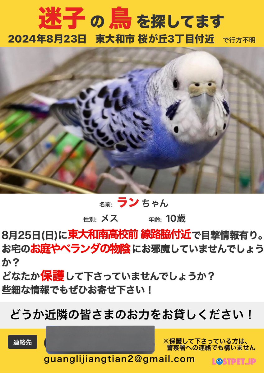 Light__ray2's tweet photo. 8/23に東京都東大和市で迷子になった青いインコを探しています。

2ヶ月が経ってしまいましたが、8/25以降有力な情報が得られていません

似たインコを見た、又は保護して下さっている方は、こちらまで連絡をお願いします。

皆様のご協力をどうかよろしくお願いします🙇‍♂️

#迷子鳥 #迷い鳥 #迷いインコ https://t.co/OLxQsYhINS