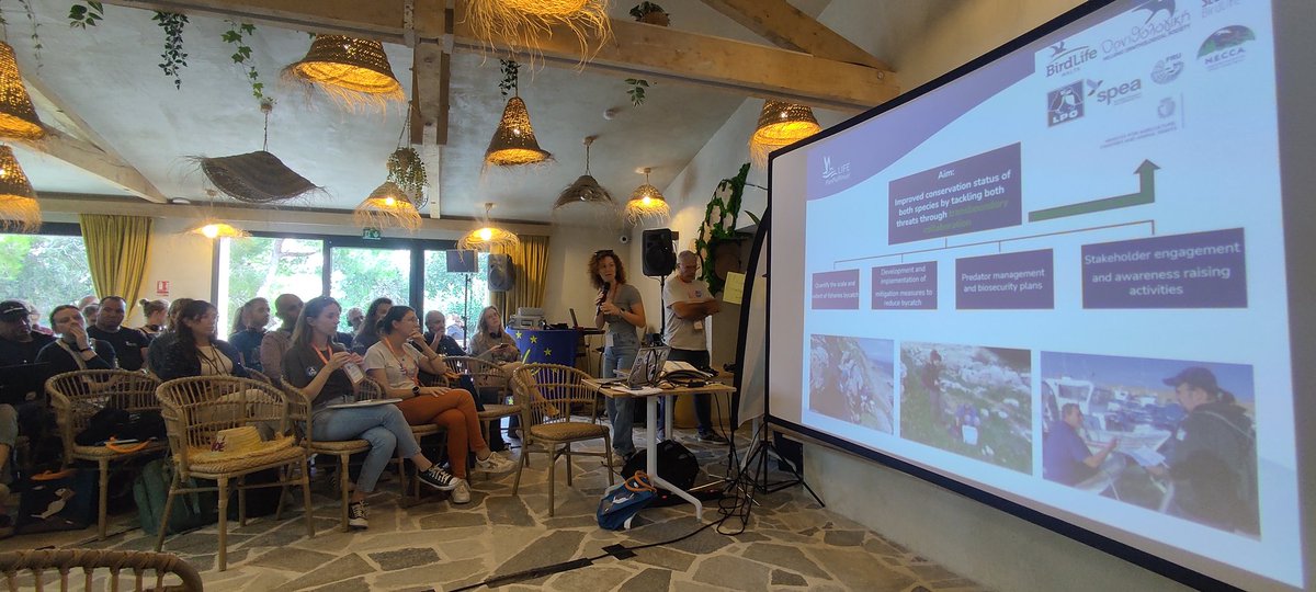 PepArcos's tweet photo. Esta semana participamos @SEO_BirdLife en taller #LifePanPuffinus en Hyères-Francia con socios de @BirdLifeEurope, pescadores colaboradores y administraciones, compartiendo experiencias #stopbycatch @MaltaSeabirds #Intemares #GFCM-bycatch #Maraves #pleamar #fempa @agriculturacat https://t.co/1a70CSC5lQ
