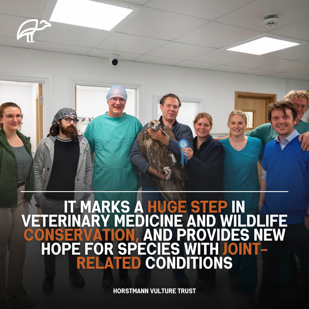 A world first for stem-cell treatment! Bernard, our 28-year-old Eurasian black vulture has made history as the first vulture to receive stem-cell treatment for arthritis.

Read the full story here vultures.ngo/first-stem-cel…