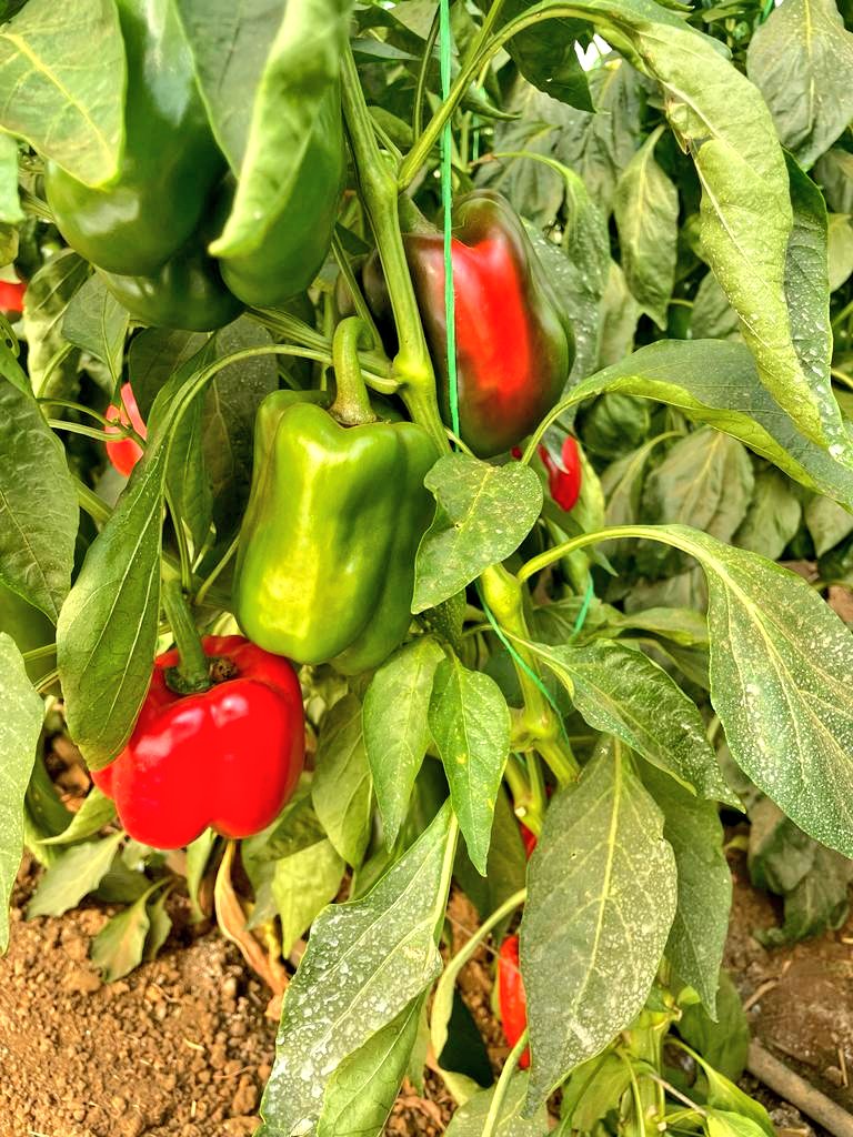 Mudumenwemari..Int'l tweet media