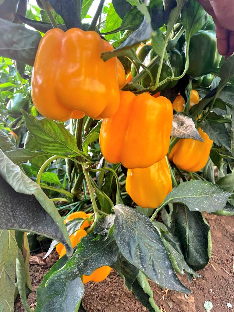 Mudumenwemari..Int'l tweet media