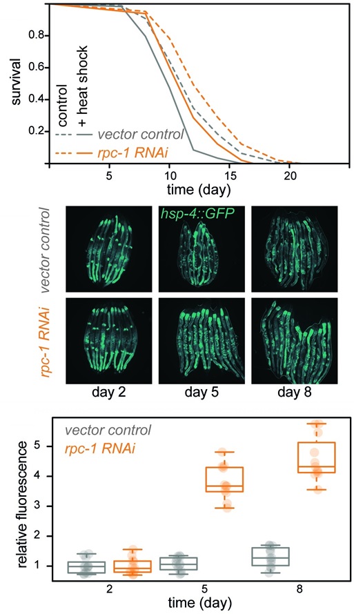 PLOS Biology (@plosbiology) on Twitter photo tRNAs are important for protein translation, but do they affect #aging? Manipulating #tRNA transcription across 3 animal species reveals unexpected roles for #tRNA in #proteostasis, old-age health & #longevity <a href="/IHAatUCL/">IHAatUCL (no longer posting)</a> <a href="/colinselman1/">Colin Selman</a> <a href="/worm_ukc/">Jennifer Tullet</a> #PLOSBiology plos.io/3Yx6oTQ tRNAs are important for protein translation, but do they affect #aging? Manipulating #tRNA transcription across 3 animal species reveals unexpected roles for #tRNA in #proteostasis, old-age health & #longevity <a href="/IHAatUCL/">IHAatUCL (no longer posting)</a> <a href="/colinselman1/">Colin Selman</a> <a href="/worm_ukc/">Jennifer Tullet</a> #PLOSBiology plos.io/3Yx6oTQ
