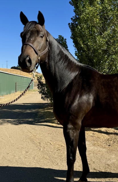 AfterFinishLine's tweet photo. OCT Hay Grant #2 United Pegasus Fdn-CA. $3500 for 218 alfalfa bales. 111 OTTBs/62 #Calbreds. SugaratMidnight 2 starts #SantaAnita, rescued fr local organization/starved. TwoTurnTrick fr a rescue that downsized. Turnt unraced-workout sesamoid injury-surgery, metal plate, 20 screws https://t.co/54H5CmTLbC