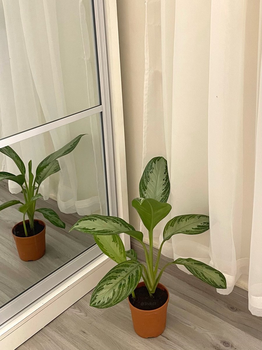 أتمنى لها عٌمر طويل معي 🫂🌱