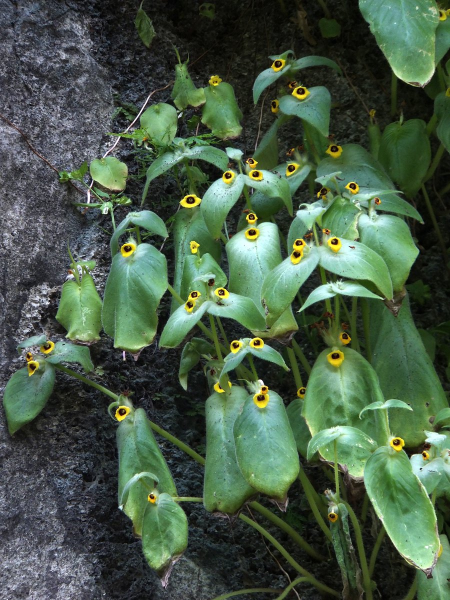 TomokiSANDO's tweet photo. Microchirita oculata

石灰岩地帯に生えるイワタバコ科の植物。花筒部分が黒く、黄色い花弁の独特の花を葉腋に咲かせる。花の大きさは1.5㎝ほど。
タイ国内の本属は多様で、異なる石灰岩地帯に行くと、異なる種類が生えている。 https://t.co/FJw79qwUFj
