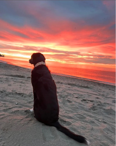 InfoHundsfutter's tweet photo. Un perro muy feliz de California con un #collar de #hundsfutter disfrutando de sus vacaciones en España..
Queremos expresar todo nuestro amor por los #perros y nuestra #admiración por su actitud #maravillosa #generosa, #tranquila, pacífica y #amorosa ante la vida del momento. https://t.co/FLoYo9xiAF