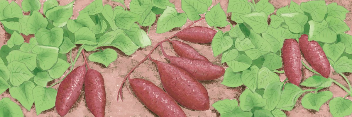 せきぐち みほ | イラストレーター tweet media