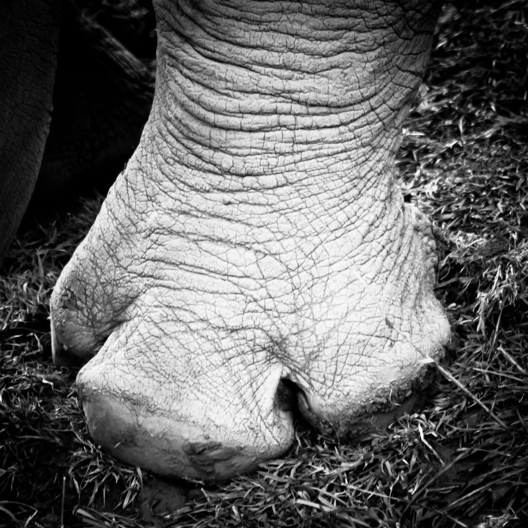 IntlRhinoFoundation 🦏 tweet media