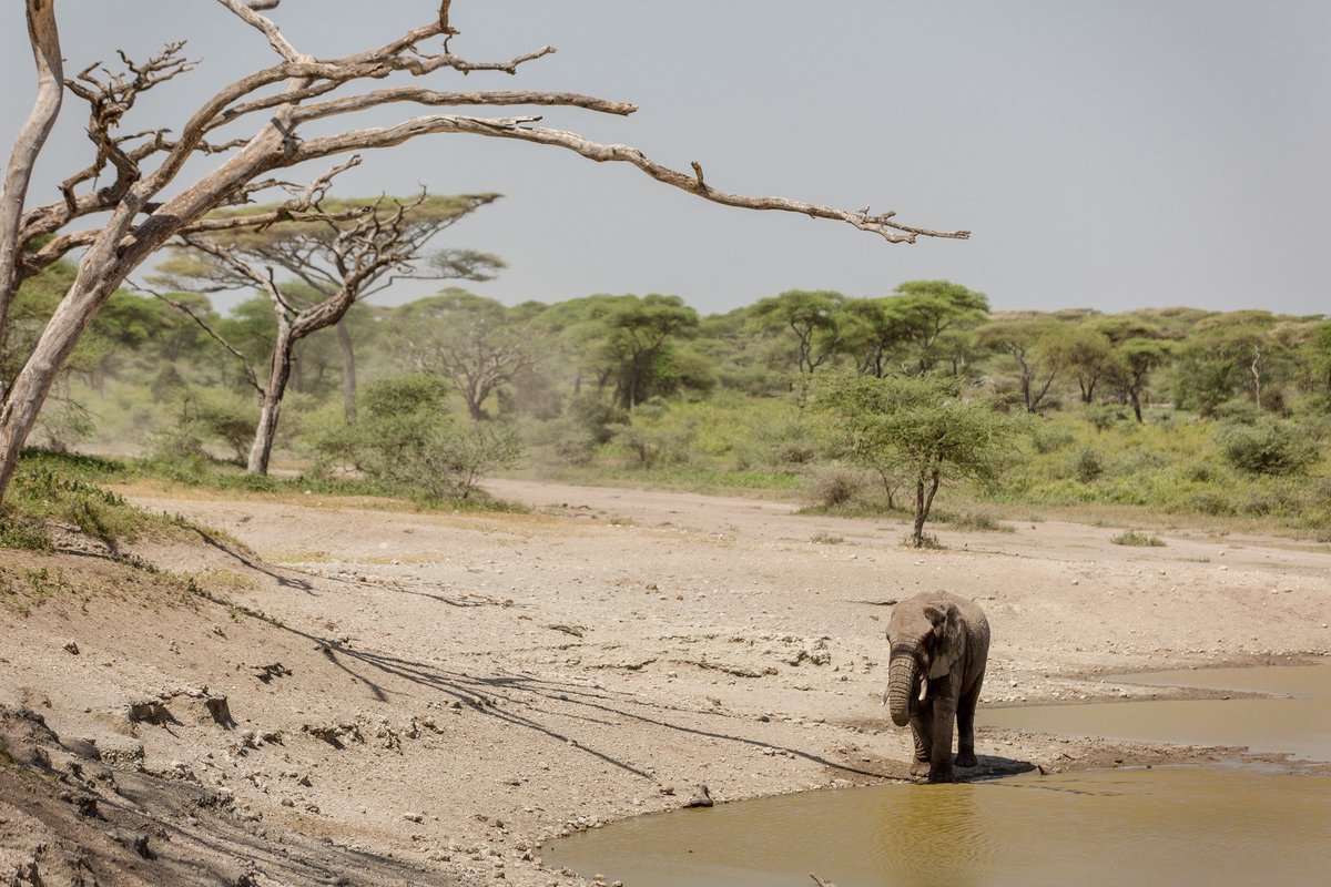 AWFCEO's tweet photo. Africaโs #protected and #conserved areas are crucial to #climateadaptation and mitigation efforts. These areas have simultaneously provided clean water, pollination, food and fuel, and other essential ecosystem services for #Africans. Hence, we must protect them at all costs! #BiodiversityMatters #COP16 #Africanleadership #AfricanConservation