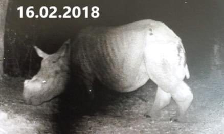 CRRinzin's tweet photo. The last sighting of rhinoceros in Bhutan 🇧🇹 was in February 1992, reappearing in 2018. After six years, fresh footprint (22.10.2024) suggests that the lost jewel is back in Bhutan. This just proves Bhutan’s commitment to conservation.
@WWF @WWFNepal #DoFPS https://t.co/cOKBHV0gS5