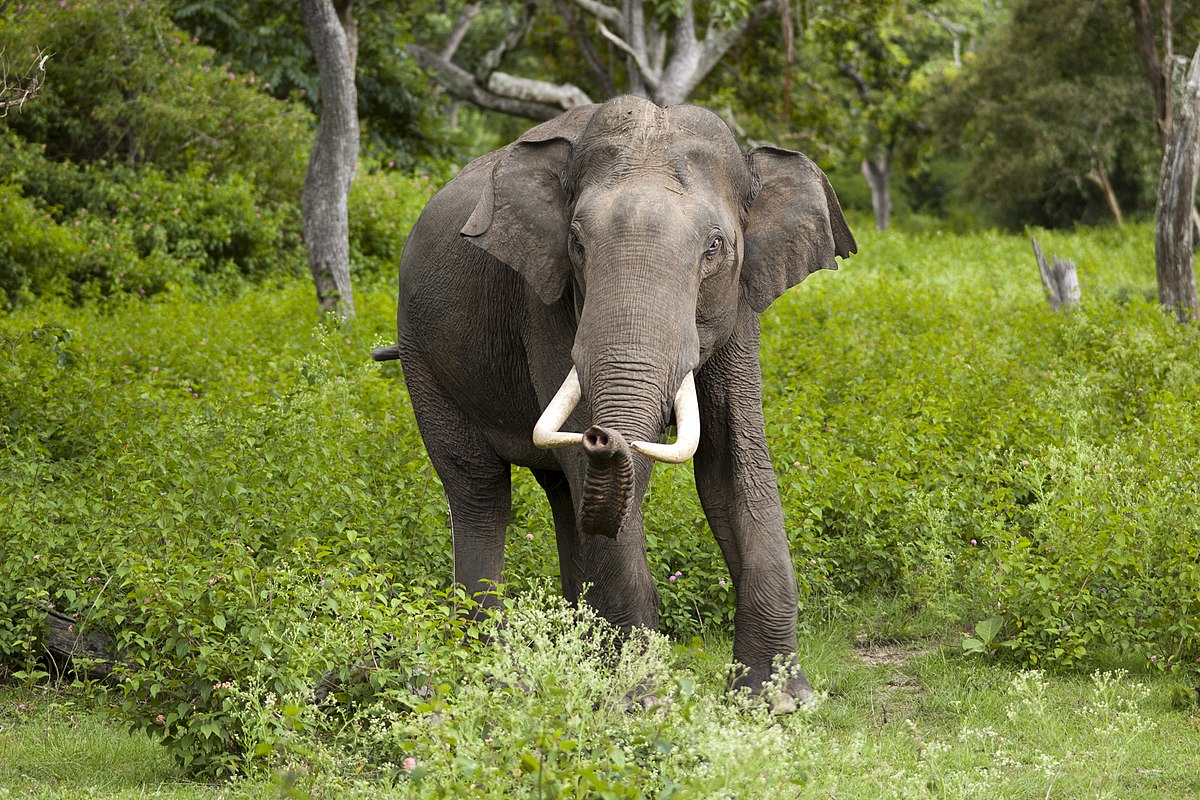 Asian elephants can only cross their toes on their front feet. #animalfacts #nature #elephants #toes