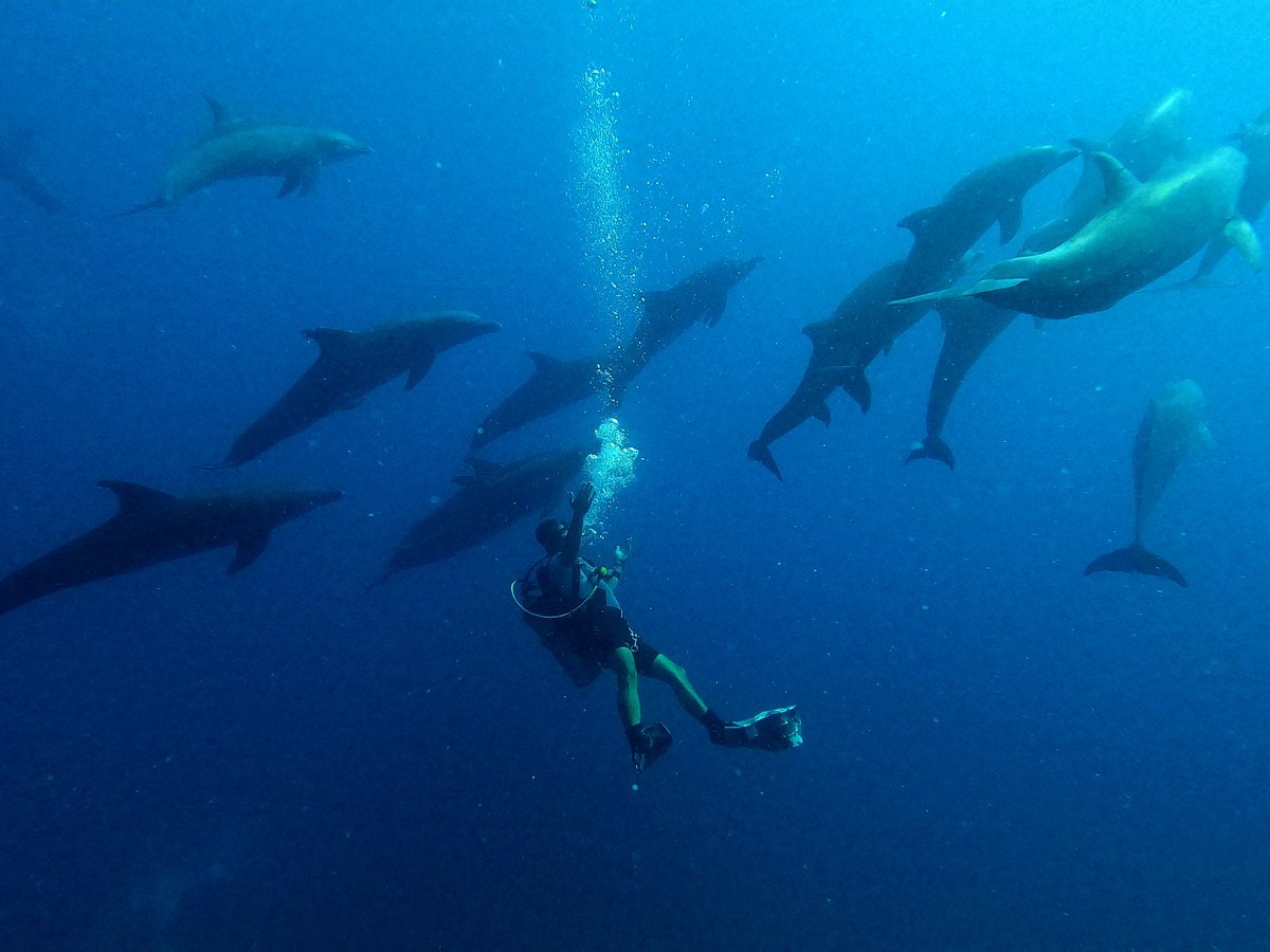 AdhamMostafa's tweet photo. You are leading a dive on the #Thistlegorm and this happens.
#blessed 
@DiversandCo https://t.co/B5rCiWrLi5