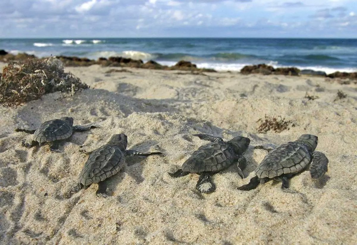 fishwildlife's tweet photo. Endangered Sea Turtle Hatchlings Found on Louisiana's Chandeleur Islands for Third Consecutive Year. #ConservationSuccess #partnersinconservation
Read more: https://t.co/ohtJFJiMUj https://t.co/QlQW9jbsmt