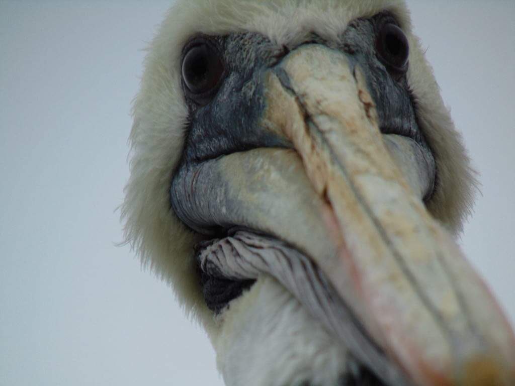 Patrick28024162's tweet photo. @hpphotograf Pelican https://t.co/jVwyxXXzC7