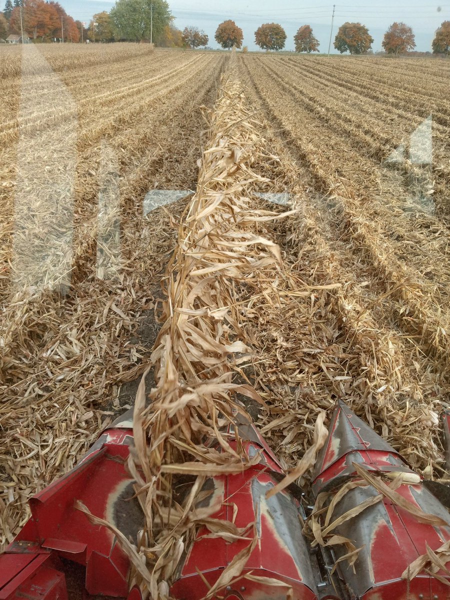 OBaigent's tweet image. Sometimes the row of shame is caused by combine operators that are a month shy of their 89th birthday and don't see like they used to when striking out