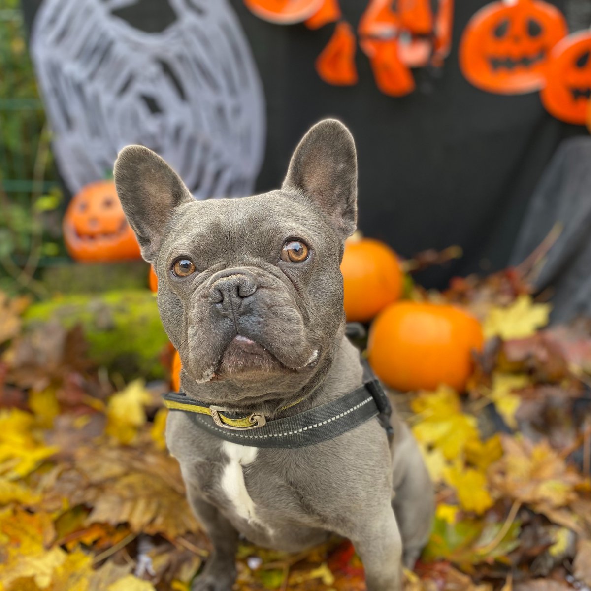 DT_Ilfracombe's tweet photo. Hugo looking spook'tacular! 🎃 He is looking for a home @DogsTrust #Ilfracombe 👻 
https://t.co/V5rbyoOS1n 🐶 
#ADogIsForLife #AdoptADog #Halloween https://t.co/SAa0KnMorA
