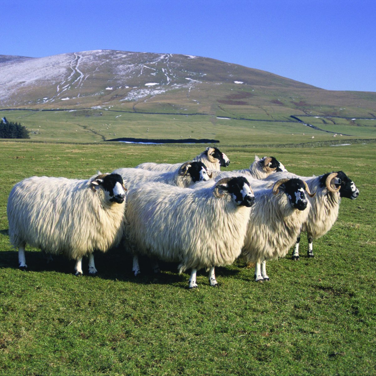 🔔  Yesterday we held our latest auction and passed an important milestone with the average greasy price back above £1.00 per kg for the first time since August 2019. 🔔

View the full sales report here: britishwool.org.uk/sales-report

#BritishWool #WoolPrices #Farmers #Sheep