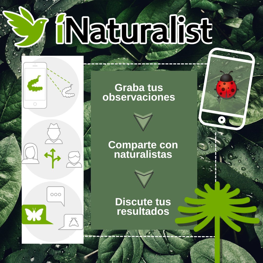 Hola amigos! les comparto link de los videos creados por el Ministerio del medio ambiente para aprender a utilizar iNaturalist.
Recuerden que esta aplicación esta disponible tanto para Android como para iOS 
youtube.com/playlist?list=…