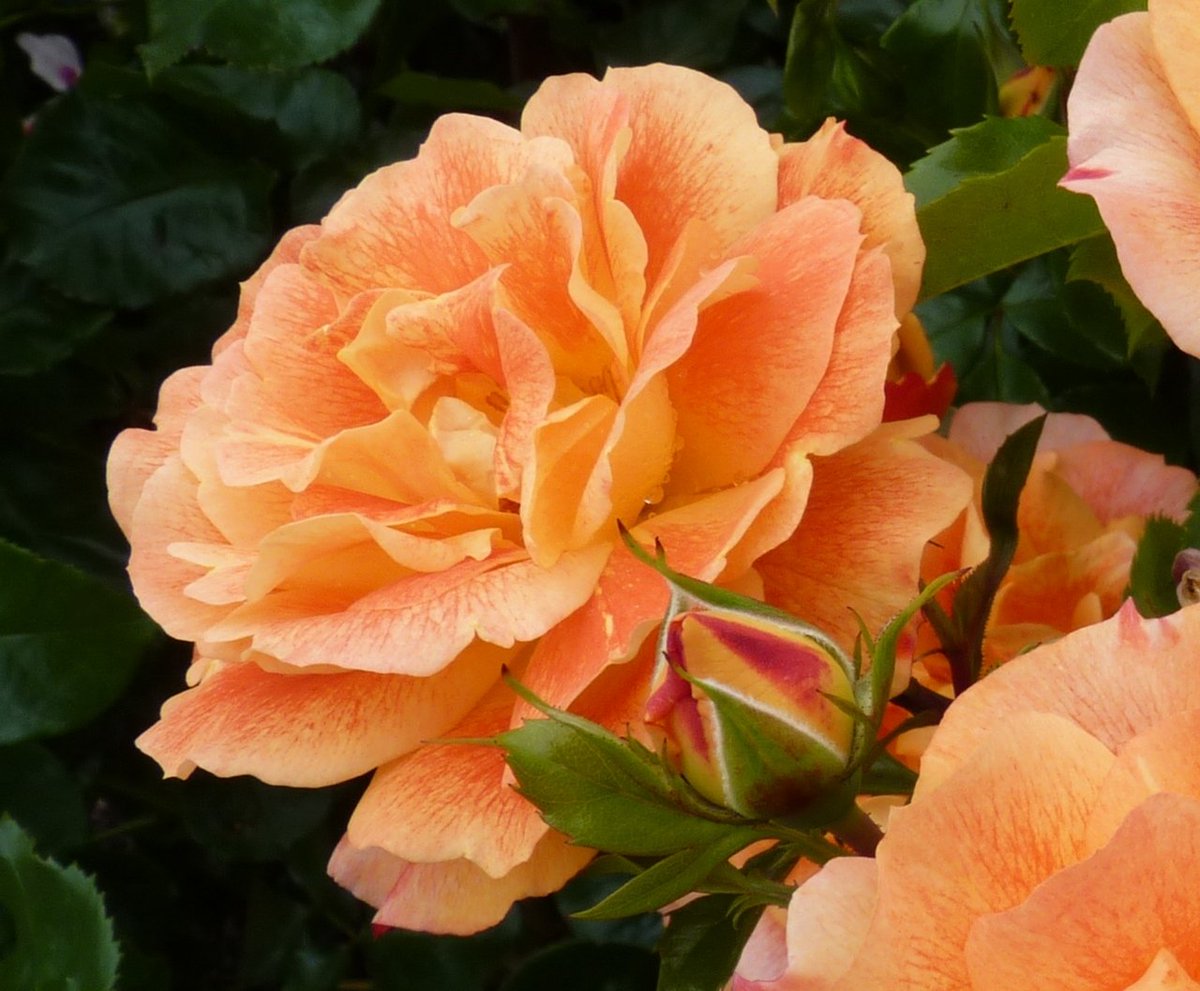 #RoseWednesday #rose #gardening