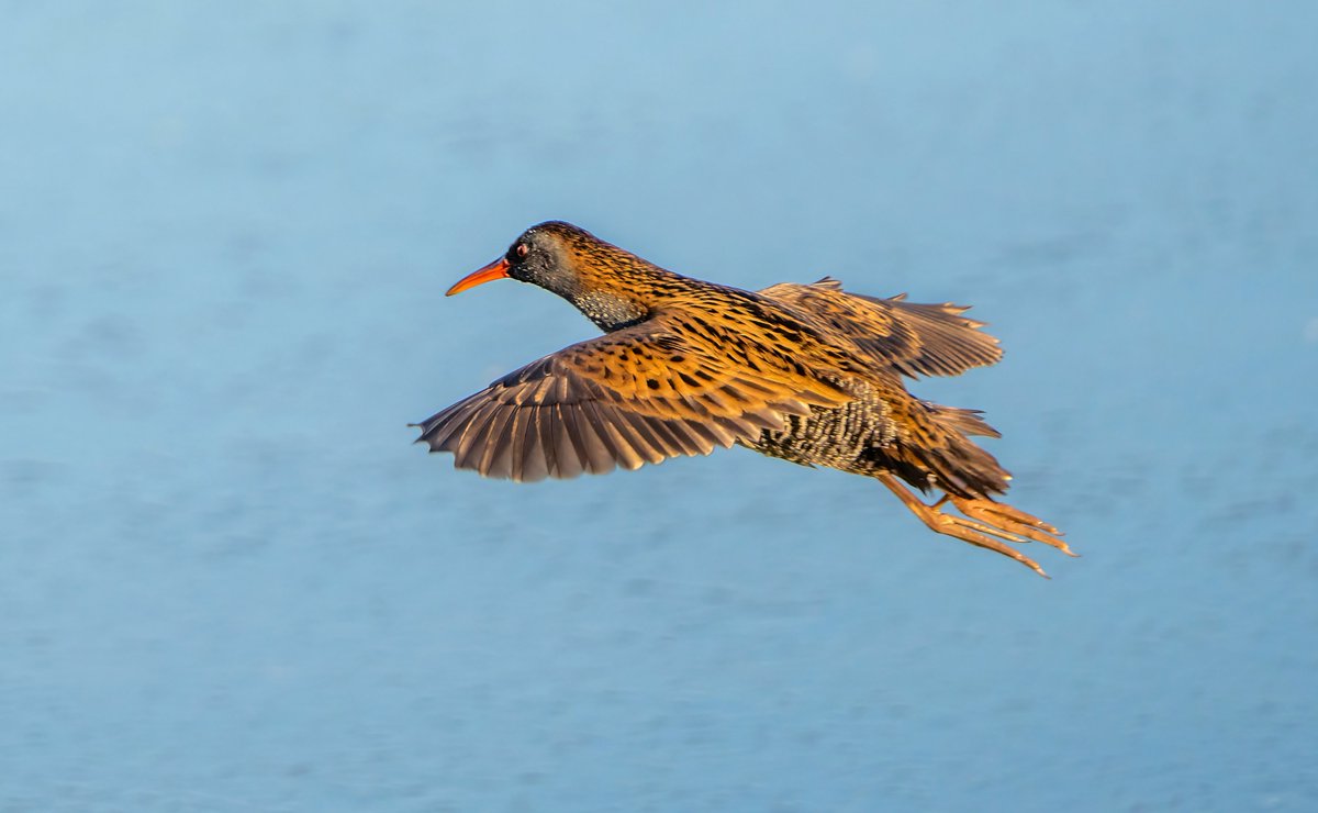 Titchfield Haven NNR- Hampshire County Council (@titchfieldhaven) on Twitter photo Good views of a Water Rail in front of Meon Shore hide today (TH library photo- Steve Payce). Plus: sightings of Bearded Tits in several locations, Dartford Warbler, Grey Wagtail, 3 Glossy Ibis, Marsh Harrier, Kingfisher, & Lesser Redpoll flying west <a href="/hantsconnect/">Hampshire County Council</a> @HOS Good views of a Water Rail in front of Meon Shore hide today (TH library photo- Steve Payce). Plus: sightings of Bearded Tits in several locations, Dartford Warbler, Grey Wagtail, 3 Glossy Ibis, Marsh Harrier, Kingfisher, & Lesser Redpoll flying west <a href="/hantsconnect/">Hampshire County Council</a> @HOS