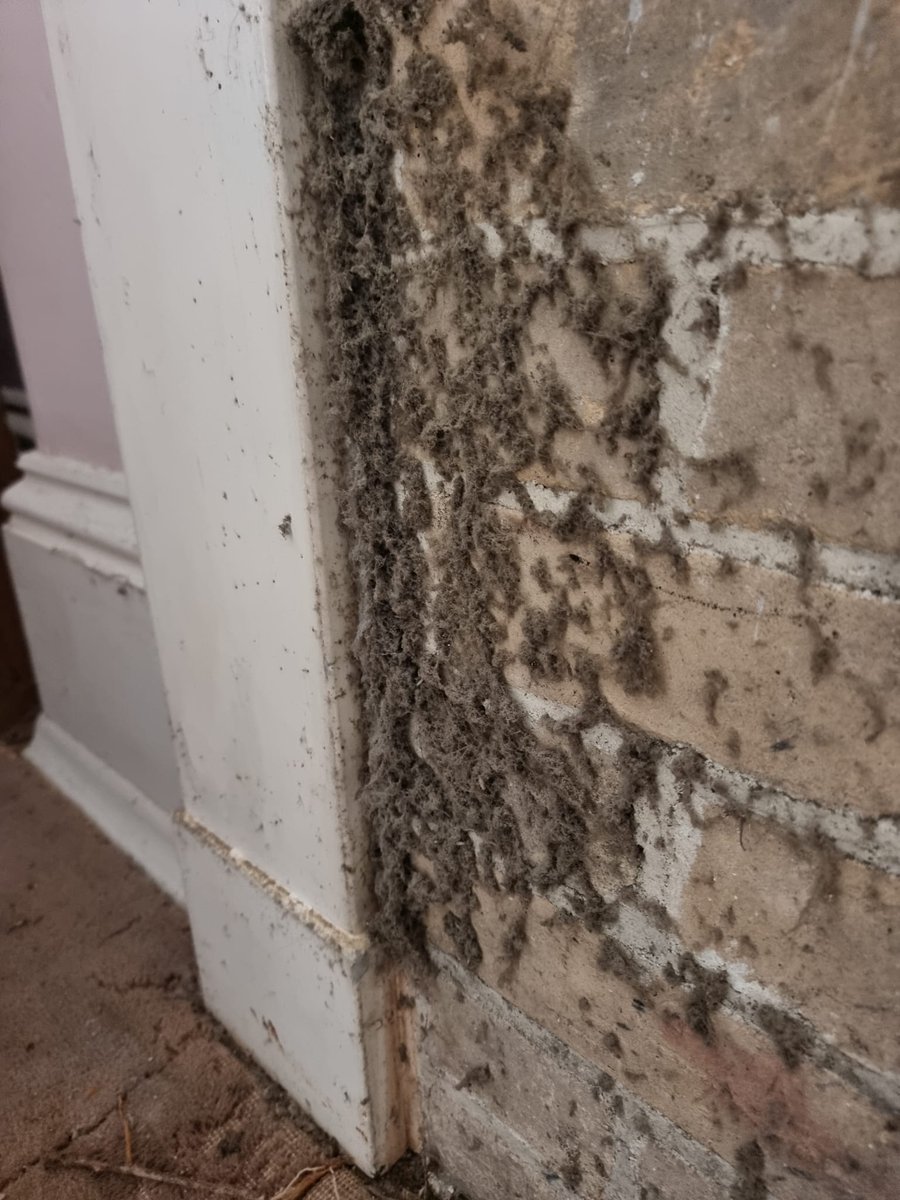 The occupants of a 17th century house in Haselbury Bryan, Dorset, England sent me these pictures today. They attempted to sweep the chimney of a fireplace that they think hasn't been lit for one hundred years. This is what fell out.