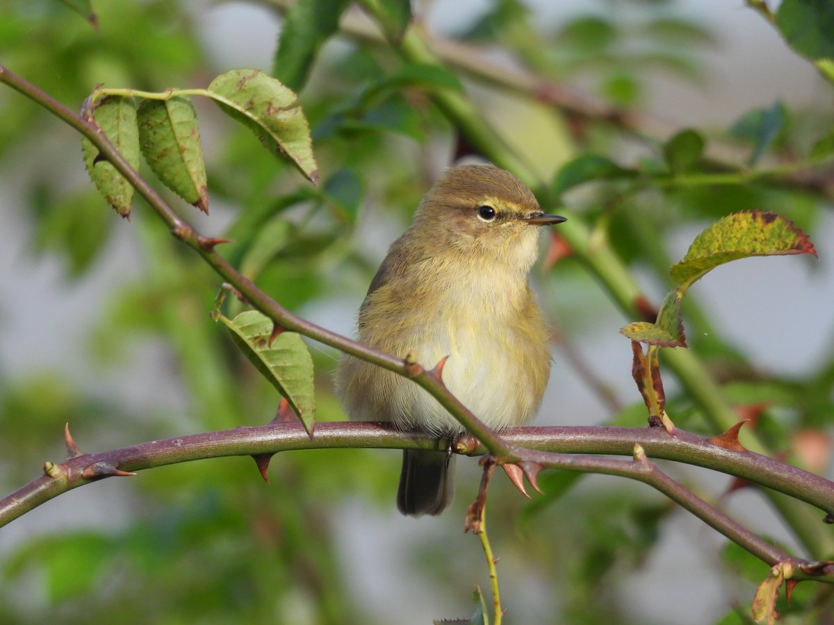 Obliging Chiffchaff at Crossness today 23/10/24