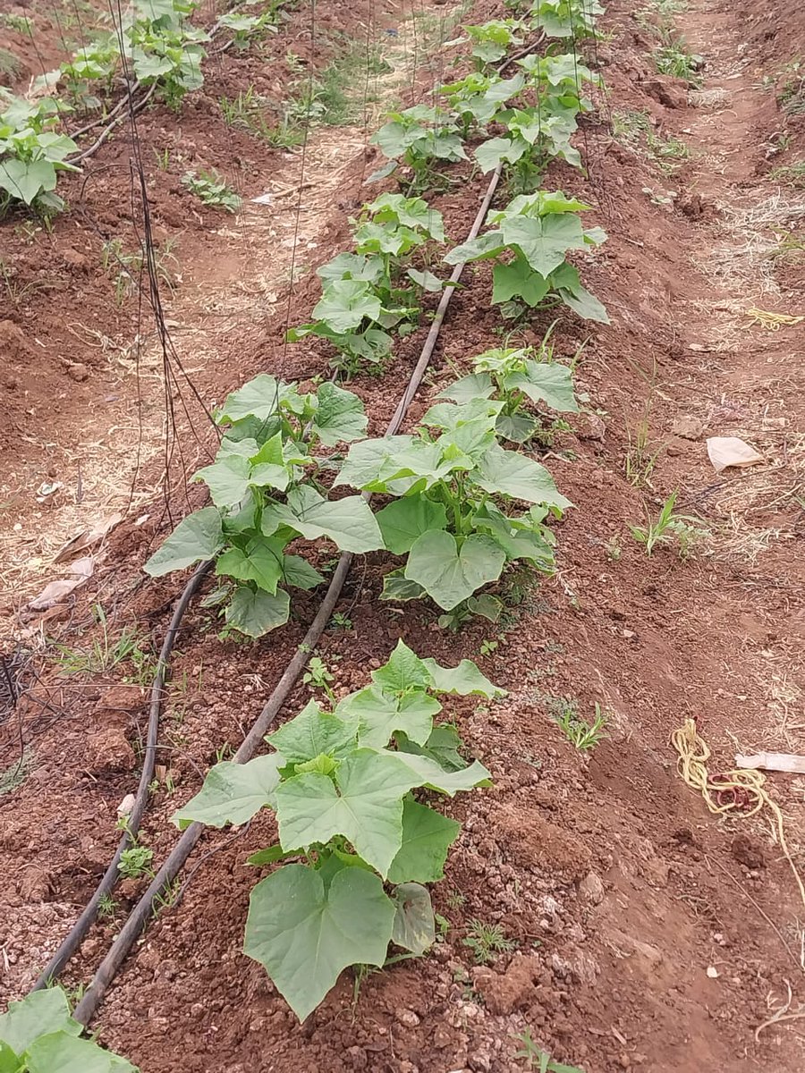 NatureGrowers_'s tweet photo. We keep trying and Experimenting! 😊😁 https://t.co/u3exj0tk6X