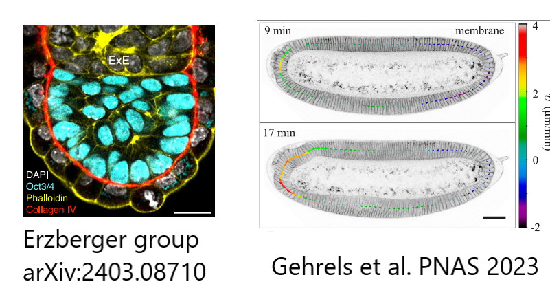 diffusiveblob's tweet image. APS March meeting abstract deadline is coming up - October 25! Submit to the Morphogenesis category 04.01.11 - Invited talks will be by Emily Gehrels @EmilyGehrels  and Anna Erzberger @ErzbergerGroup